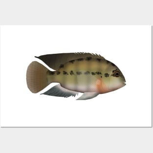 True Parrot Cichlid Posters and Art